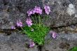 Alpine Plant growing in wall.