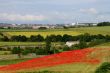 Poppy Field near Barnsley