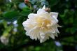 Rose (Rosa Gardena)