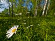 Chamomiles in forest
