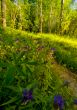 Thick grass in forest with blue flowers