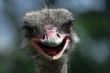 ostrich smile