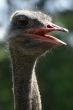 grey ostrich