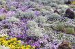 Field of Flowers