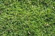 Grass Texture