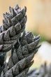 Haworthia Reinwardtii Cactus