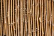 Bamboo Texture
