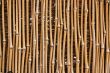 Bamboo Texture