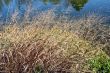 Water Grass