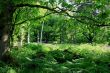 Woodland glade