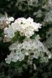 May Blossom