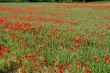 Field of Poppies