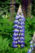 Lupin (Lupinus Blue Galley)