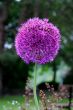 Allium giganteum