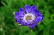 Scabious (Scabiousa Perfecta)