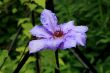 Clematis (Lawsoniana)