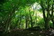 Sunlight through the Trees