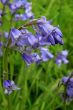 Common Bluebell