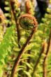 Wild Ferns