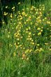 Buttercups