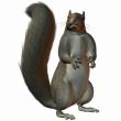 Squirrel