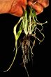 Uprooted