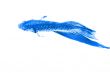 Wild Fish