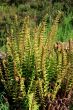 Wild Ferns