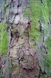 Patterns in Bark