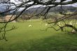 The Dales near Hawes