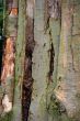 Tree Bark