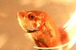 Fish Swimming