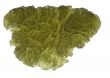 Moldavite