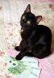 Black kitten