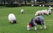 Marked Sheep