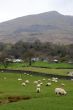 Sheep near Coniston