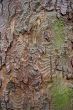 Bark of Tree