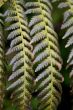 Fern (Bracken)