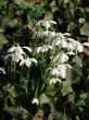 Common Snowdrop (Galanthus nivalis)