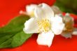 Jasmine