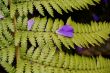 Fern (Bracken)