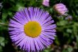 Erigeron (Asteracia)