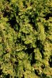 Conifer Tree