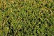 Common Yew (Taxus baccata)