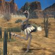 Ostrich-3D Animal