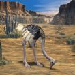 Ostrich-3D Animal