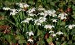 Common Snowdrop (Galanthus nivalis)