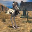 Ostrich-3D Animal