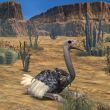Ostrich-3D Animal