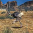 Ostrich-3D Animal